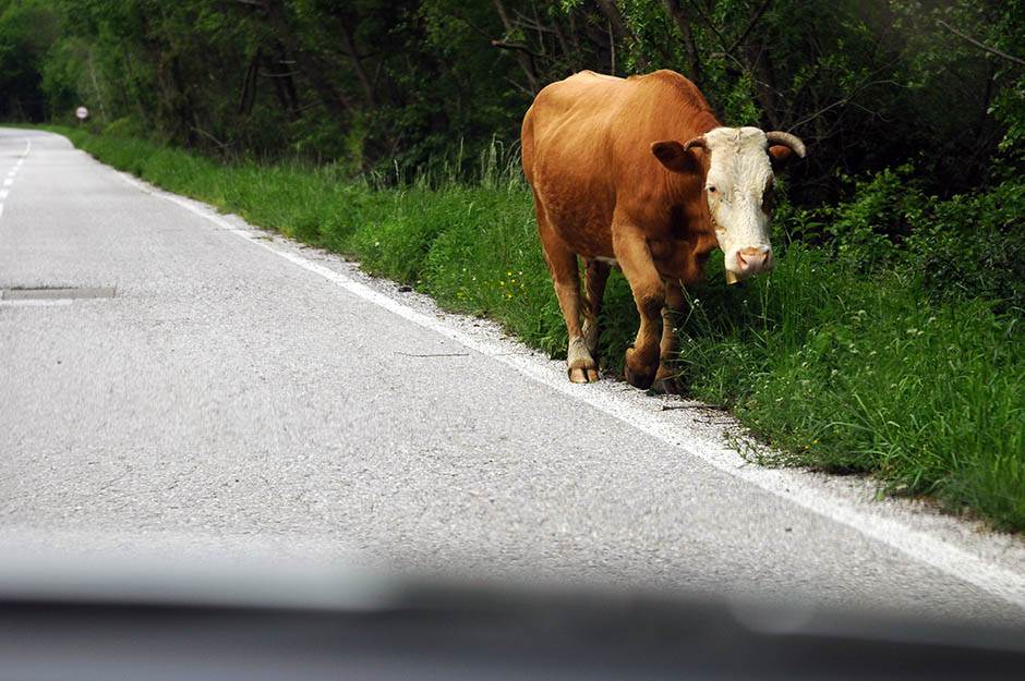  Švajcarci glasali PROTIV protekcije rogatih krava 