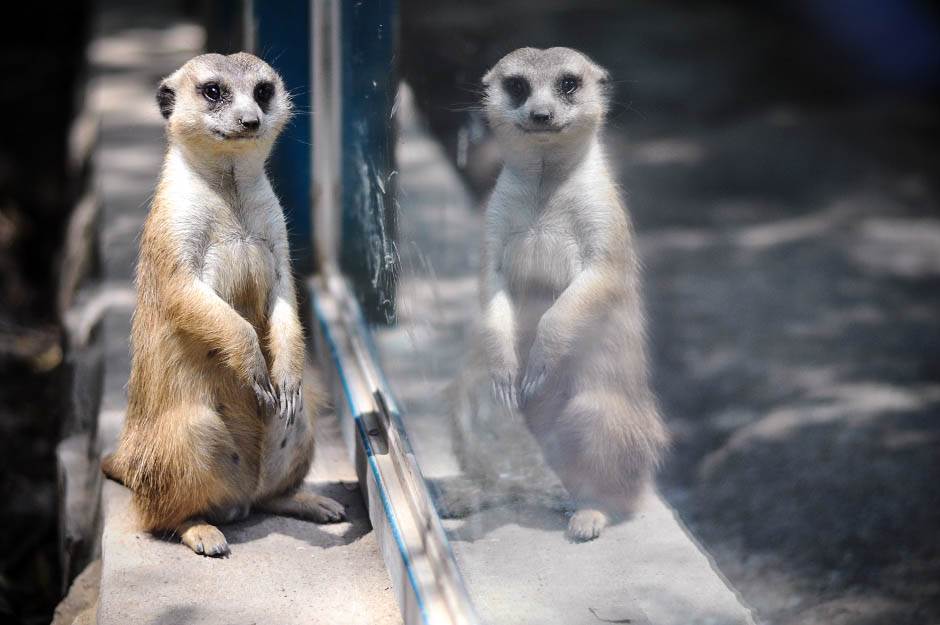  Zoo vrt pušta životinje na slobodu 