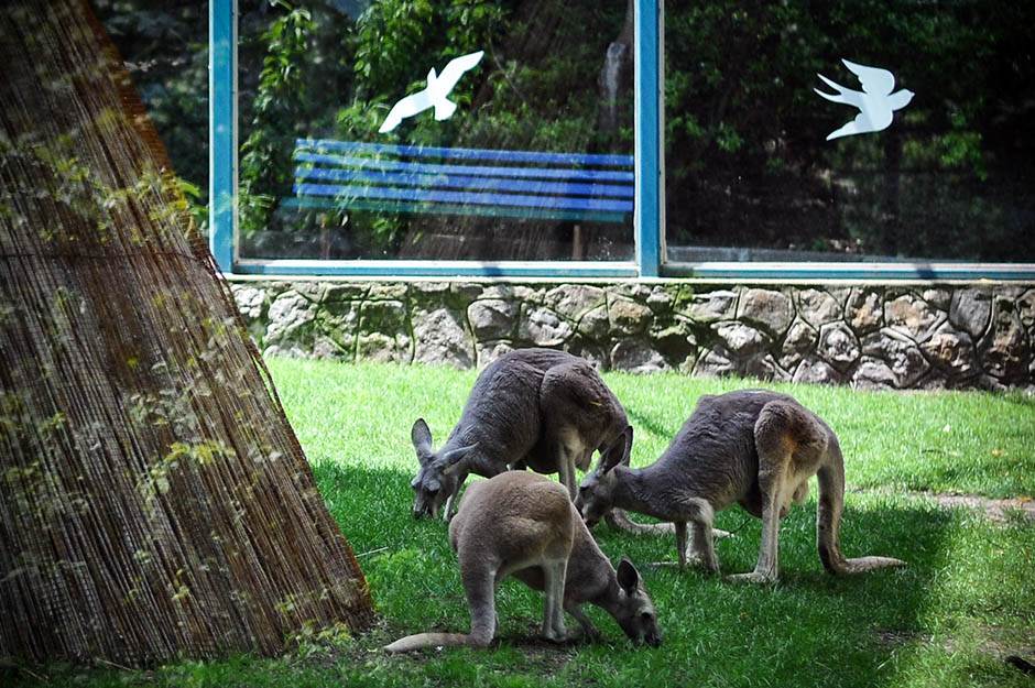  Tinejdžeri u Australiji optuženi za ubistvo 14 kengura 