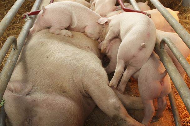 Konačno: Izmeštanje farme svinja iz romskog logora 