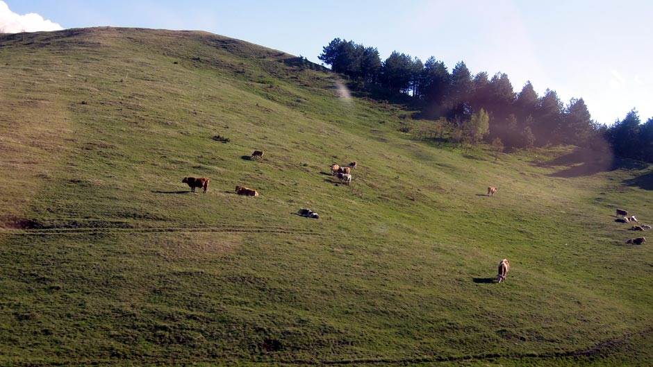 Zlatibor Zlatibor