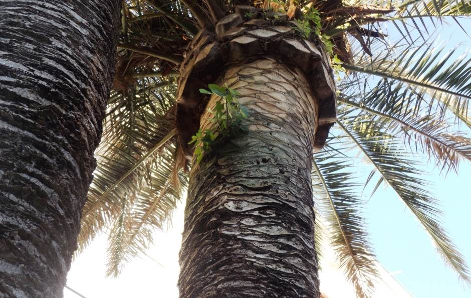  ČUDO u Baru: Smokva raste iz palme (FOTO) 