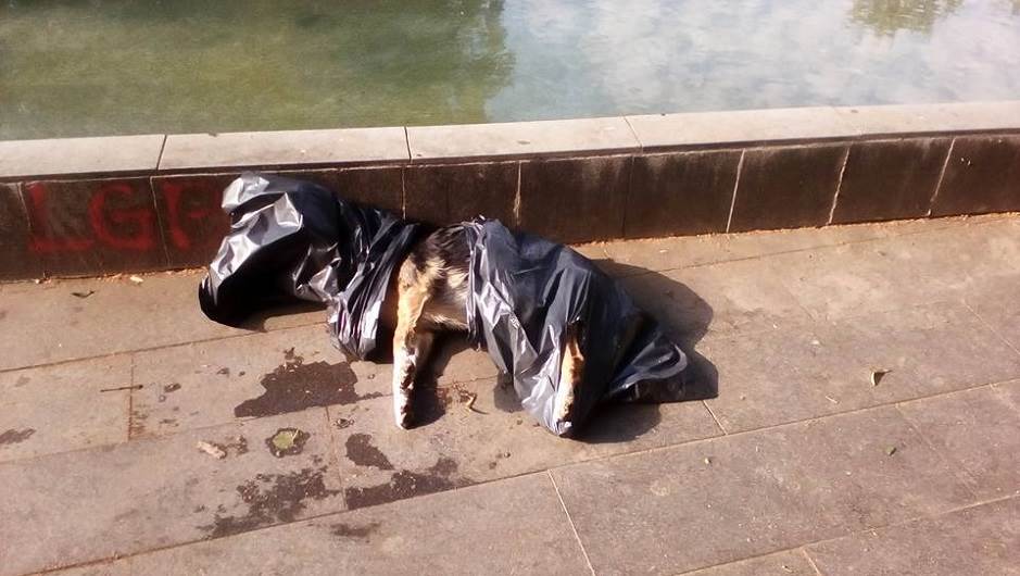  Mrtav pas u kesi u parku ''Petar Kočić'' FOTO 