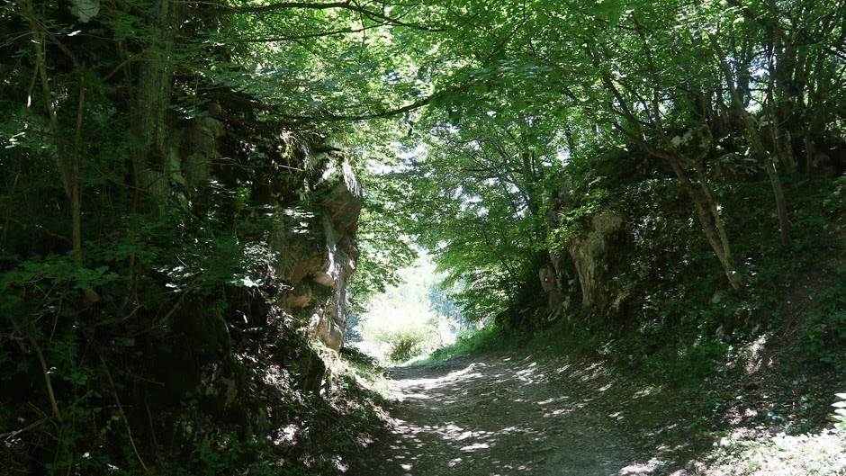  Krađa drva u Šipovu 