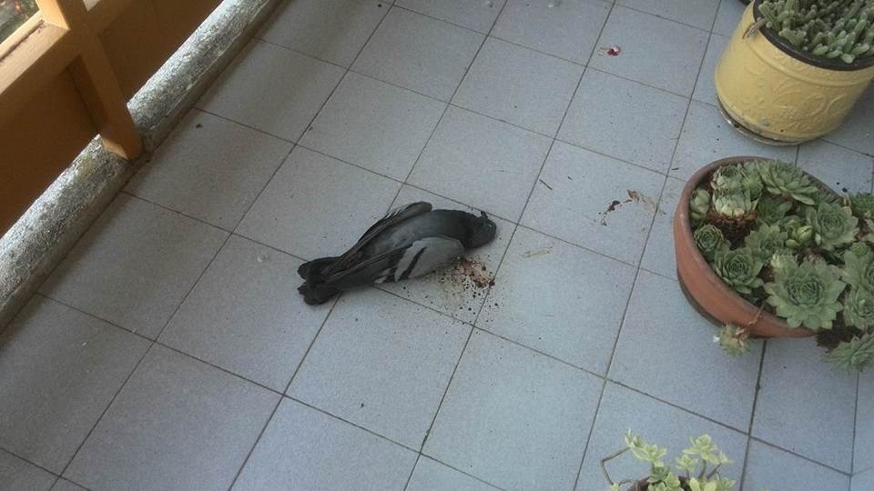  Podgorica: Mrtve ptice širom grada 