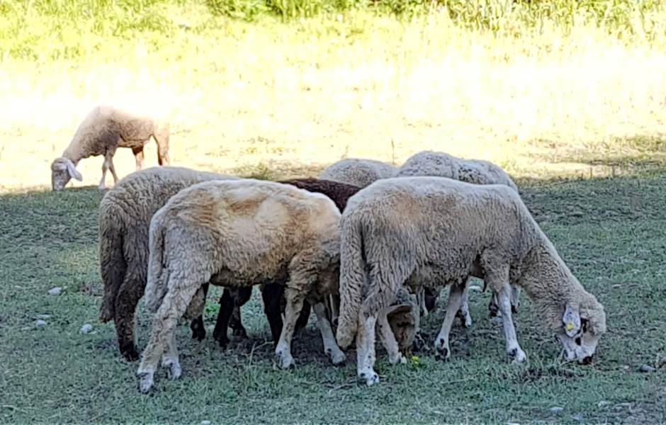  Eutanazirane zaražene ovce u Bratuncu 