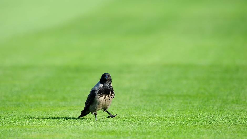  Vrane čiste park u Francuskoj 