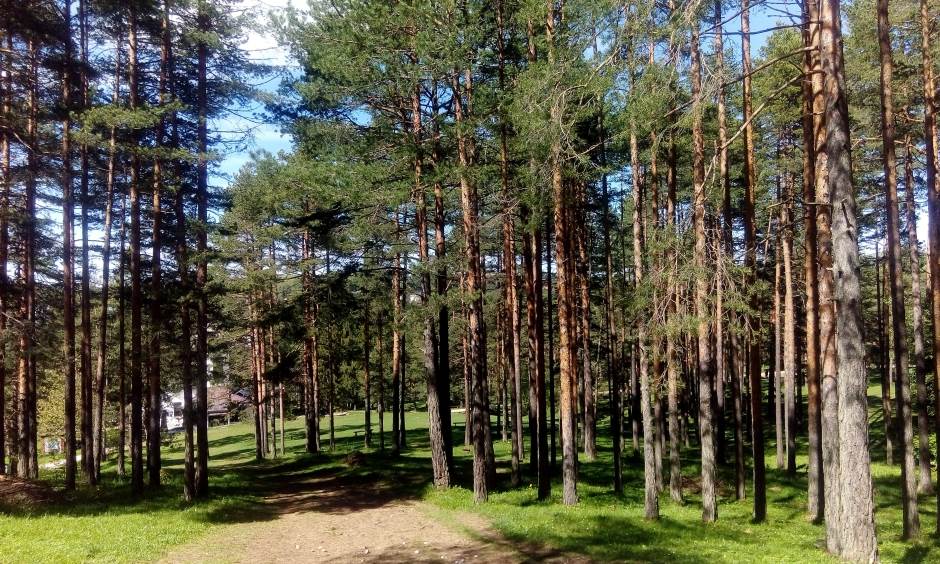  Robijaši za Solunce:Milion stabala za srpske borce 