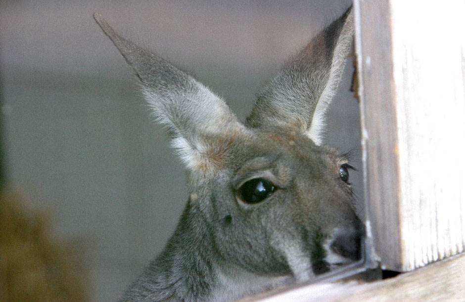  STRAŠNO: Ubili kengura, kamenovali ga da skače 