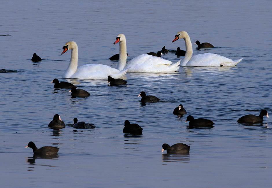  Ptičji grip u Republici Srpskoj: Potvrđen kod uginulog divljeg labuda 