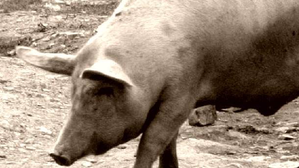  Banjaluka 1950-ih: Kolju svinje po stanovima 