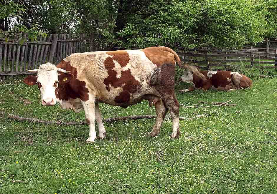  Pronađena bruceloza na farmi krava u ključu 