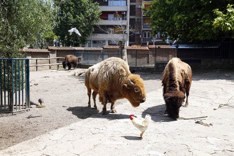  Atrakcija u Sarajevu: Stigao bizon iz Beograda 