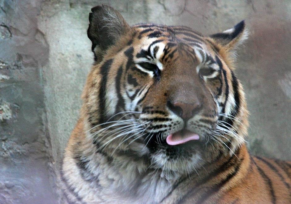  Beo Zoo Vrt ostao bez jednog od najpoznatijih stanara: Uginuo tigar Bajkal 