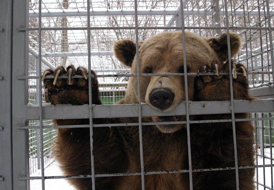  Horor: Kanadskog muzičara ubio grizli na spavanju 