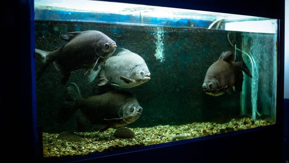  Javni akvarijum u banjalučkom PMF-u 