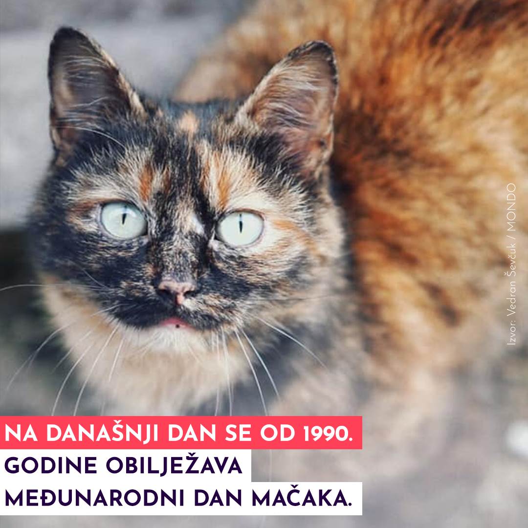 mačka, Mejz mačka, Mejz