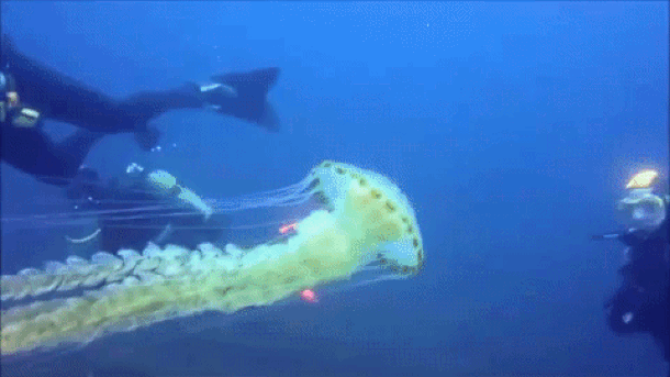  Pažnja: Otrovna džinovska meduza u Jadranskom moru!  