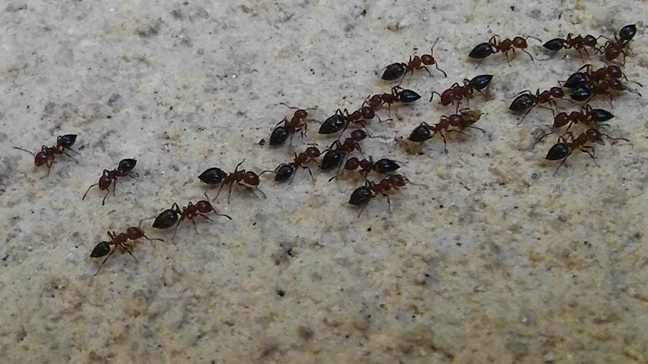  Na Zemlji živi 20 bilijardi mrava 