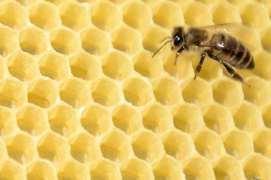  Zaštitimo pčele, daju nam blago (VIDEO, FOTO) 