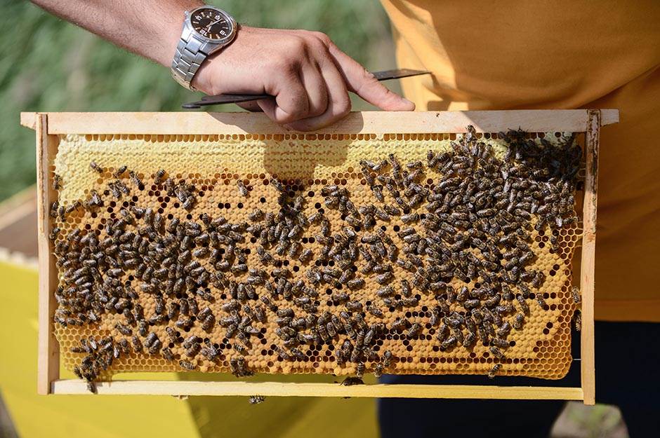  U Republici Srpskoj 5.800 pčelara sa 167.000 košnica 