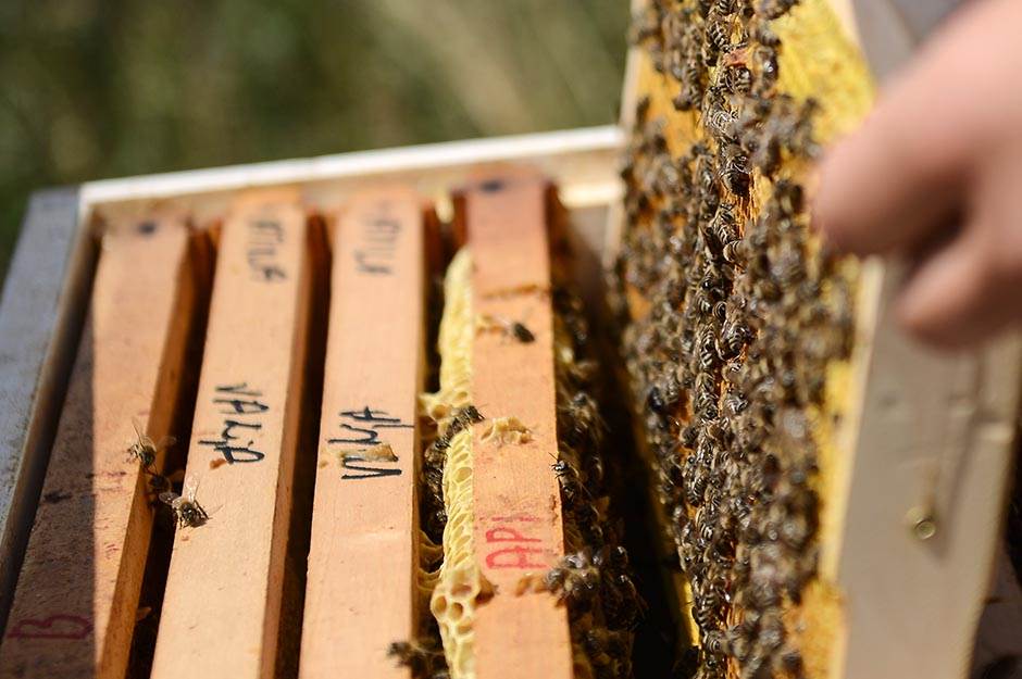  Masovni pomor pčela u Hrvatskoj 