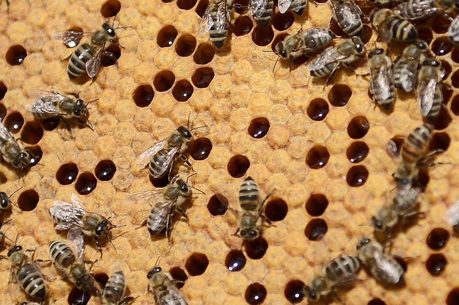  Jezivo: Amerikanac preminuo od uboda pčela, spasioci jedva izvukli "živu glavu" 