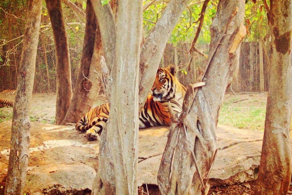  Čile tigar ubio radnicu zoo vrta 