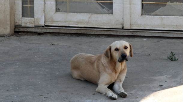  Policija provjerava ubistva pasa u Kotor Varošu 