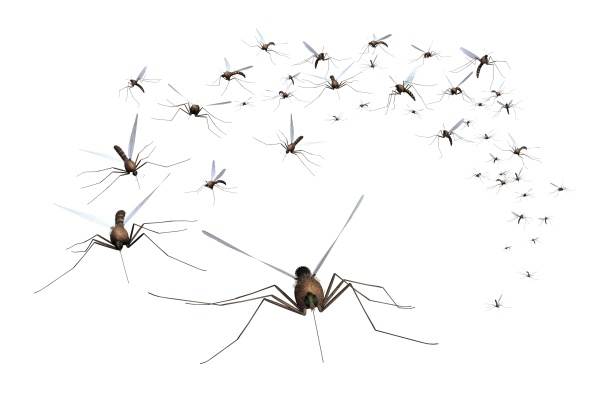  Zaprašivanje komaraca u Šamcu i Doboju 
