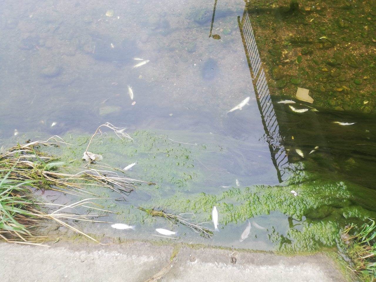  Pomor ribe u Širokoj rijeci u Banjaluci 