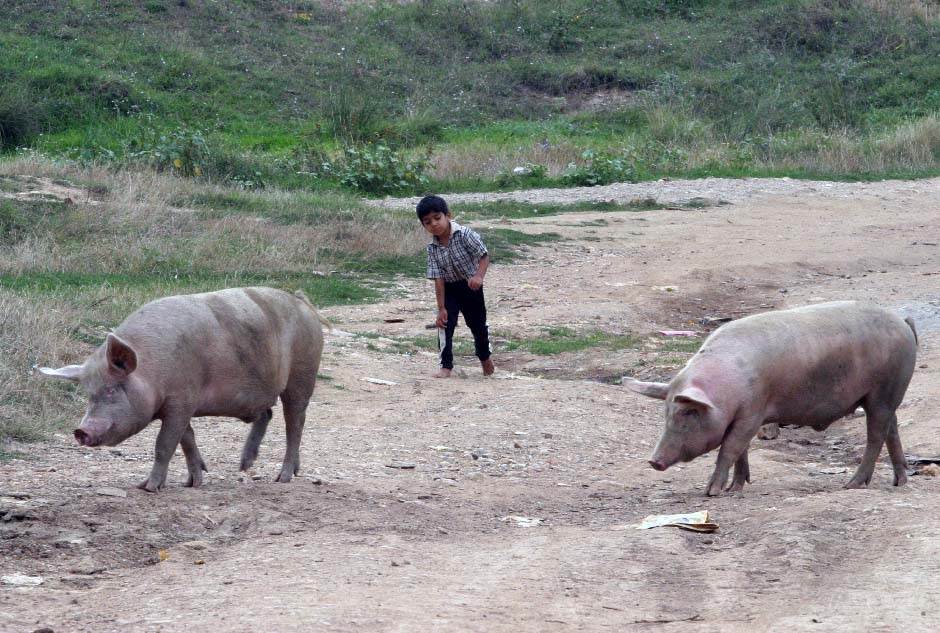  Zaraza hara: Ubijeni MILIONI svinja 