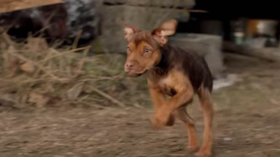 Mučili štene na snimanju holivudskog filma! (VIDEO) 