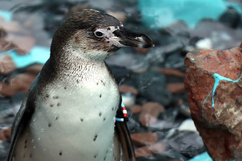  Zapanjeni naučnici: Zamislite pingvina veličine čoveka! 