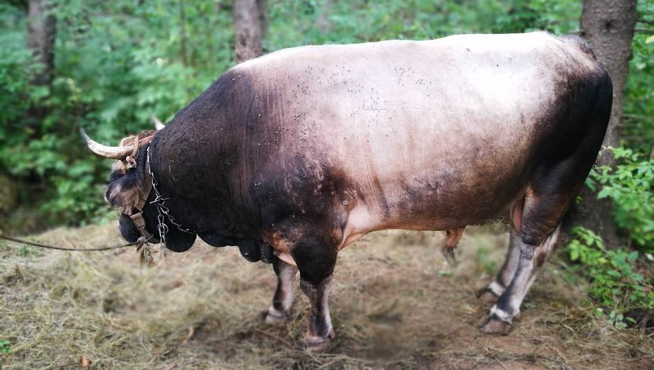  izvoz bikova govedina junetina RS BiH 