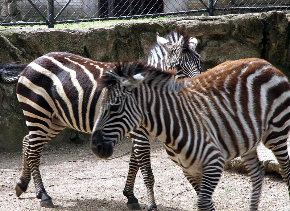  Njemačka zebre pobjegle iz cirkusa napravile haos na autoputu 