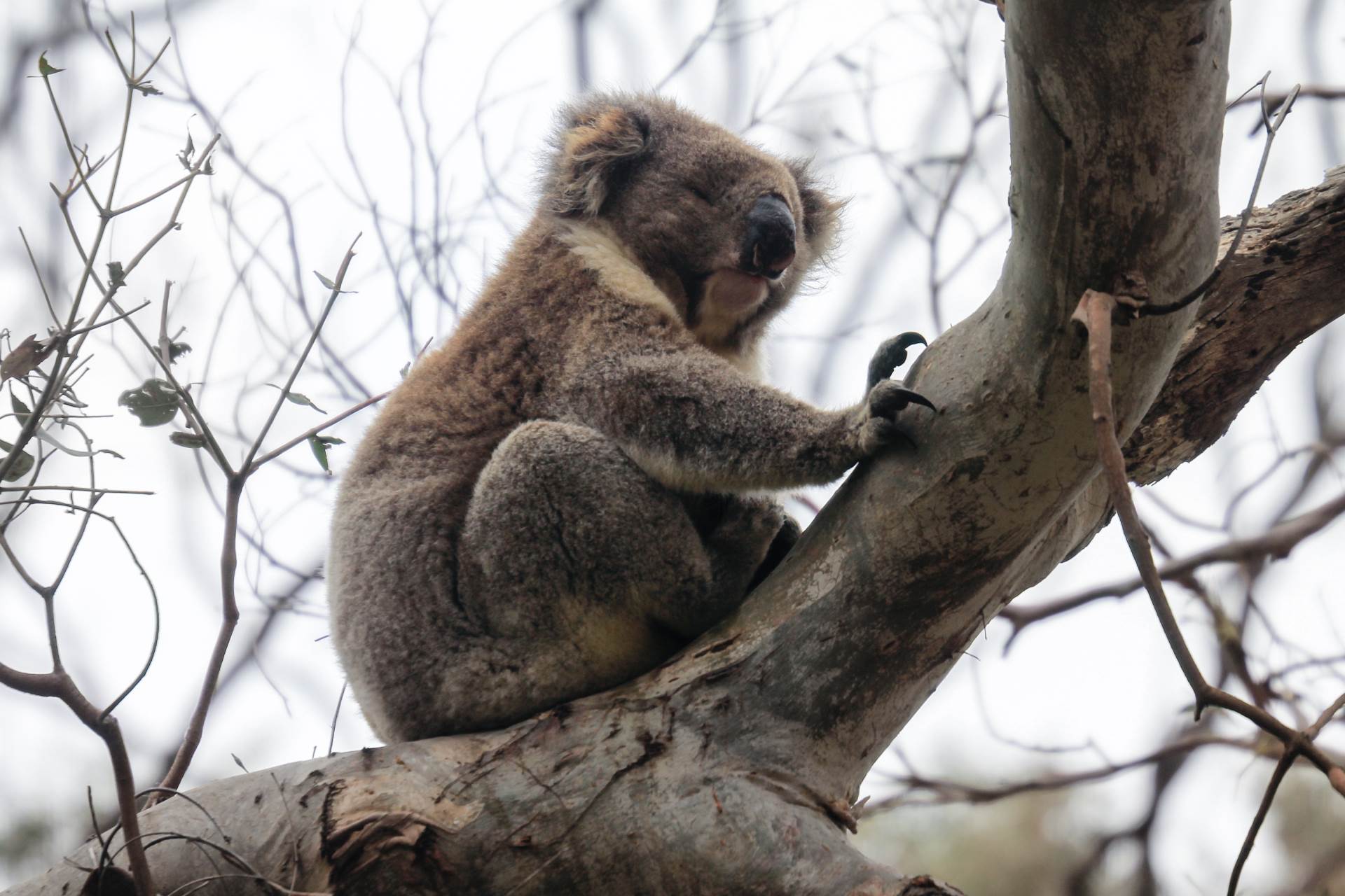  Australija: Koale izlaze iz bolnice i odlaze kući - u divljinu 