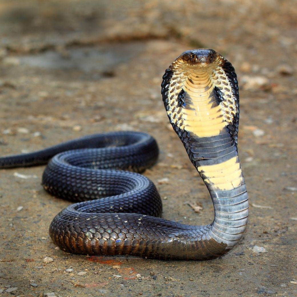  Kobra zmija ujela muškarca  htio da je poljubi 