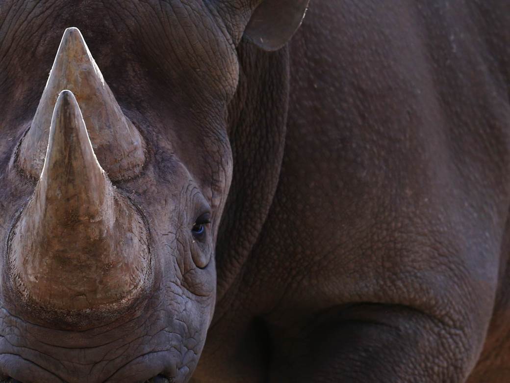  U Tanzaniji uginuo najstariji crni nosorog, ženka Fausta 