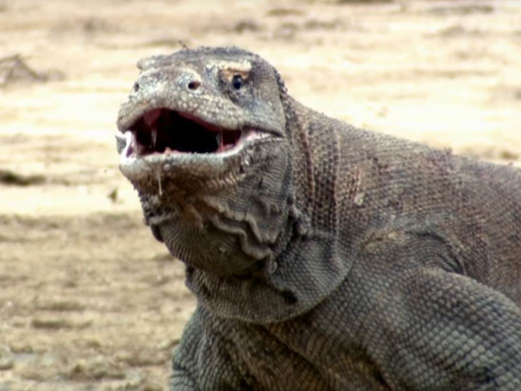  HIT: Komodo zmaj u naletu strasti demolirao kameru! 