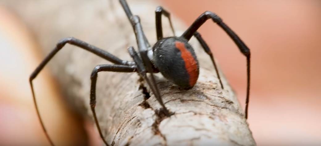  Novo upozorenje u Australiji: Vreba smrtonosna vrsta paukova! 