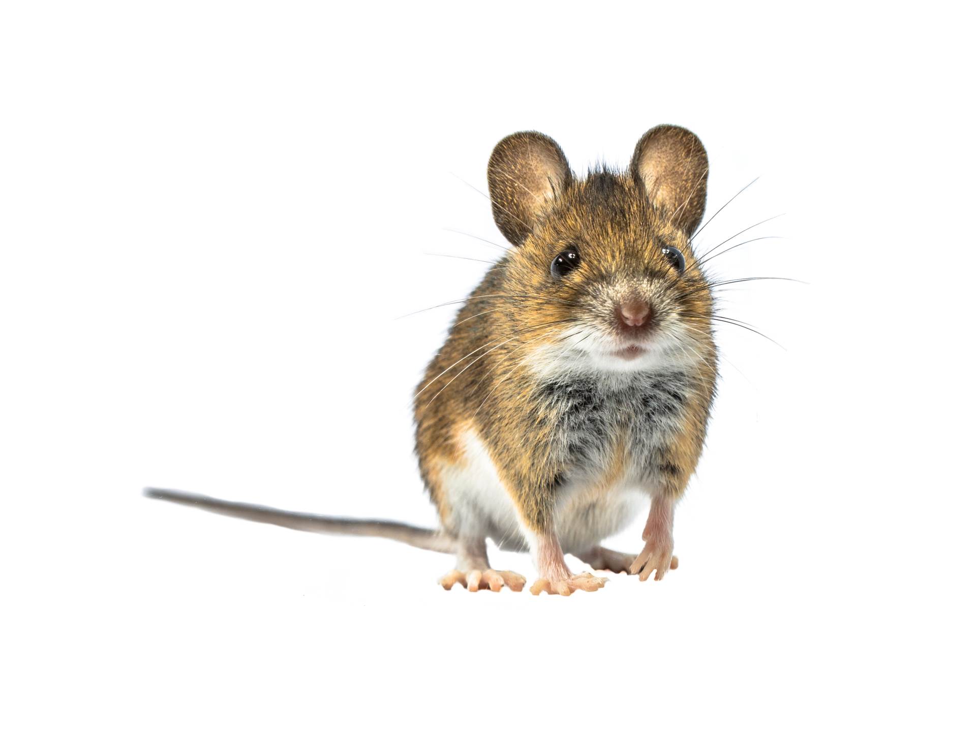 Mišja groznica simptomi upozorenje ukc rs 