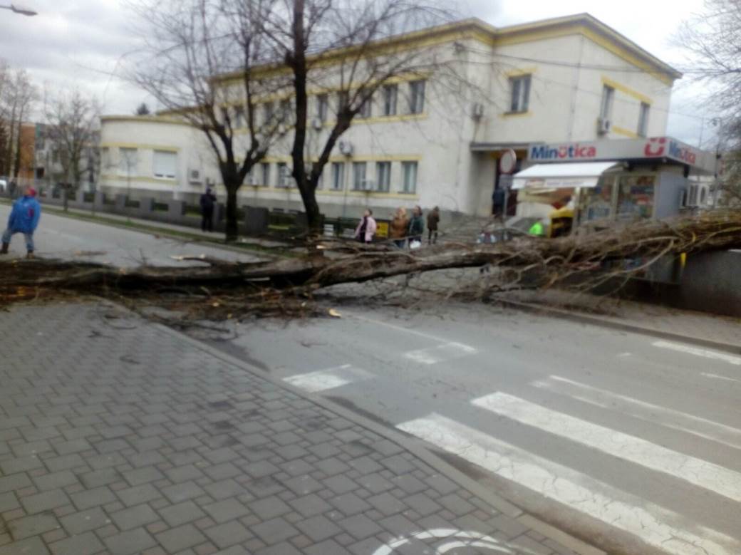  Banjaluka vjetar srušio drvo u centru Banjaluke 