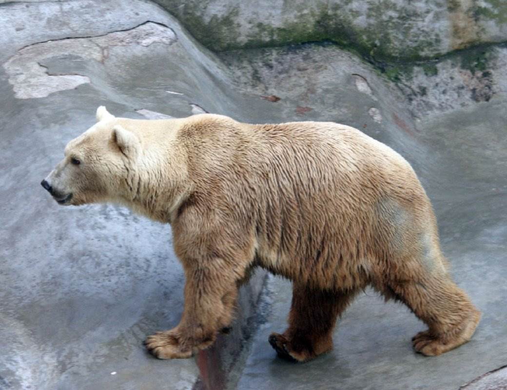  Polarni medvedi počeli da se međusobno jedu, a razlog su ljudi! 