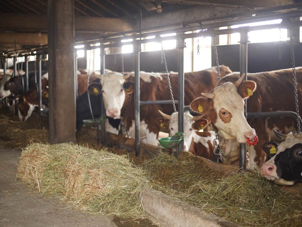  Mljekari u RS dobili 265 miliona KM za pet godina 