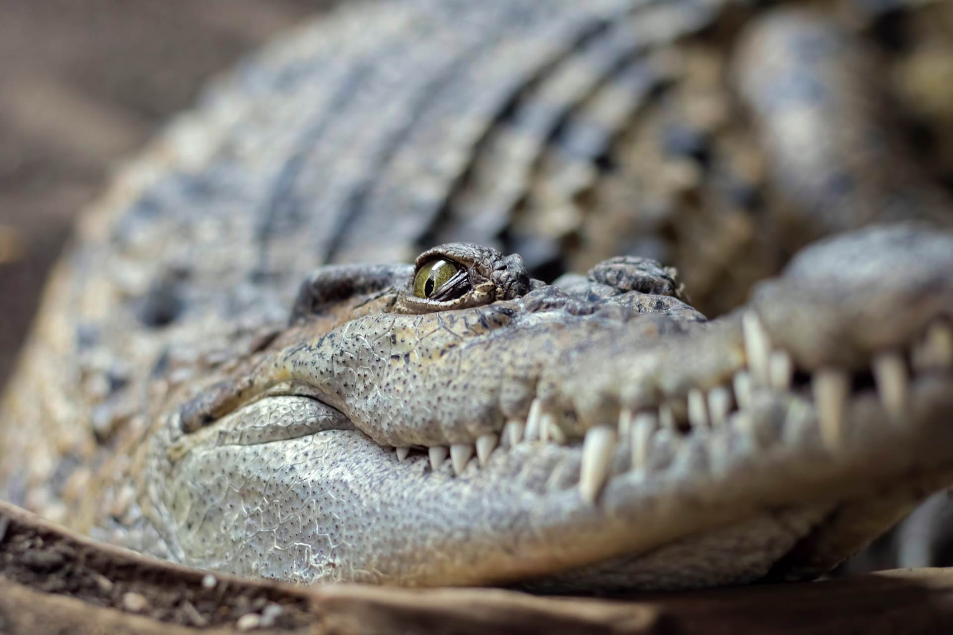  Rajske plaže okupirali krokodili umesto turista 