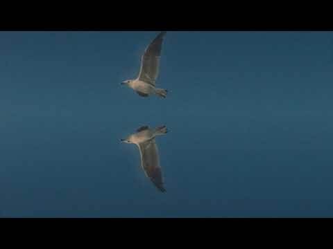  Hit dana: Pearl Jam - Quick Escape 