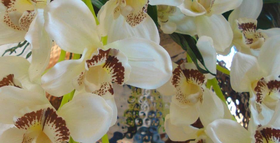  Otkrivena retka biljka: Na Suvoj planini raste najlepša orhideja u Evropi 
