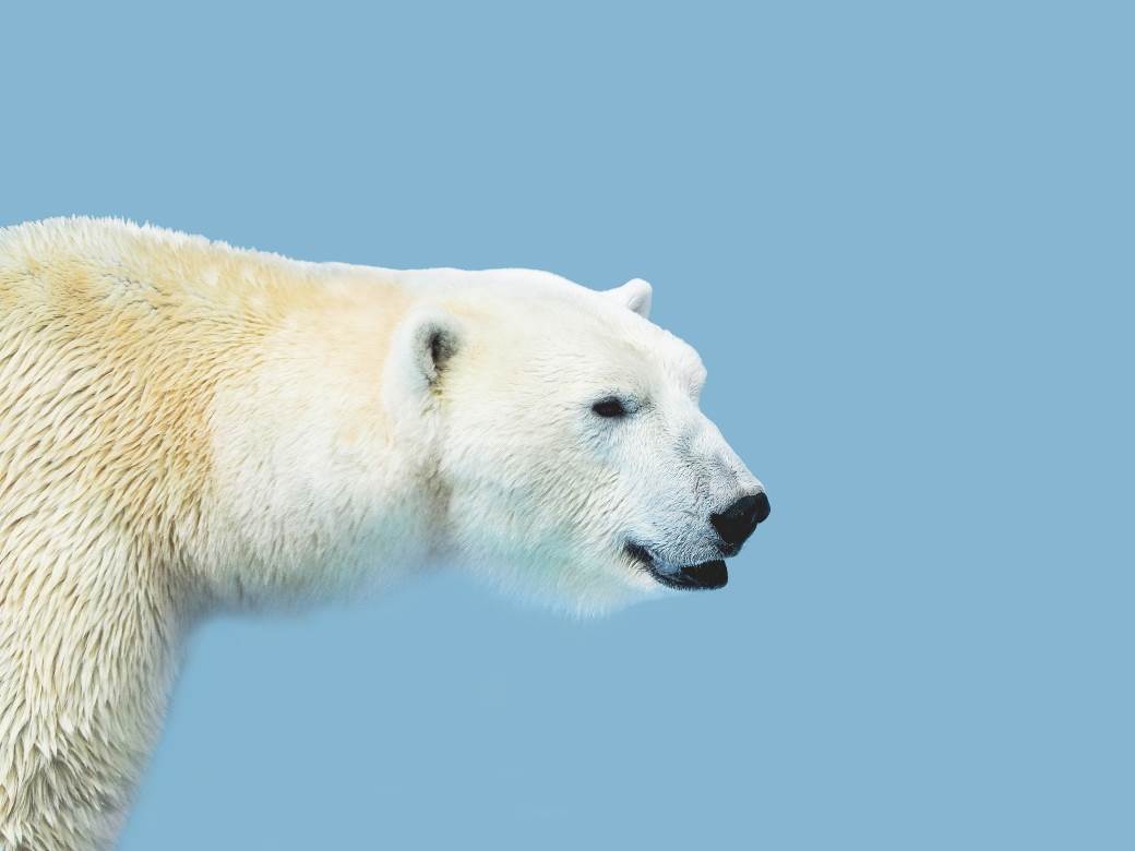  Oko 30 polarnih medvjeda približilo se ruskom selu 