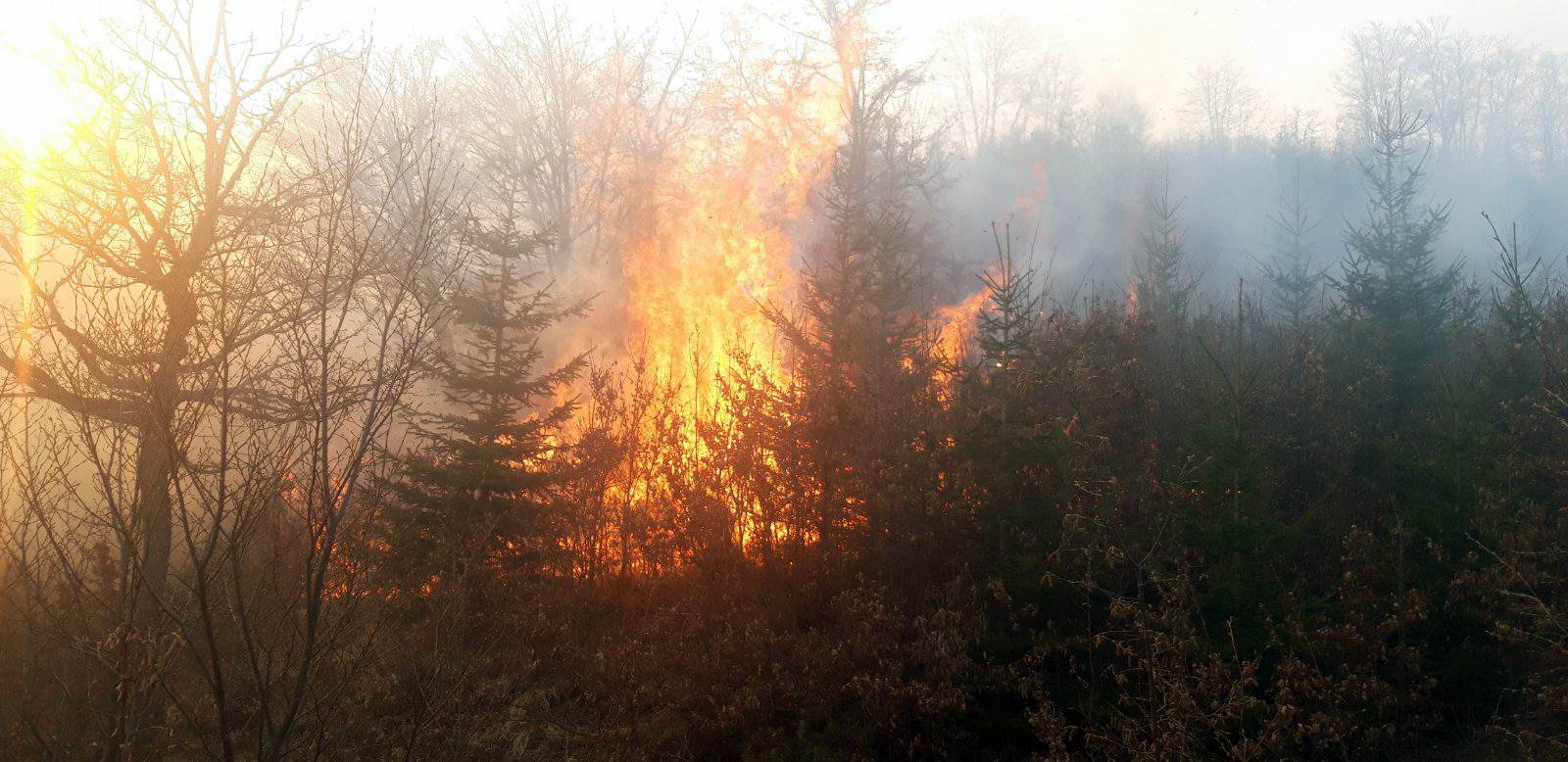  Požar kod Foče: Vatra sa privatnog  imanja zapalila šumu smrče 